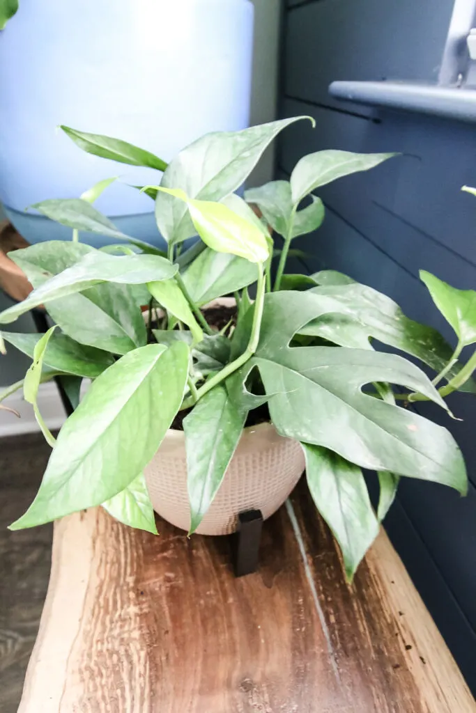 potted bbaltic blue pothos