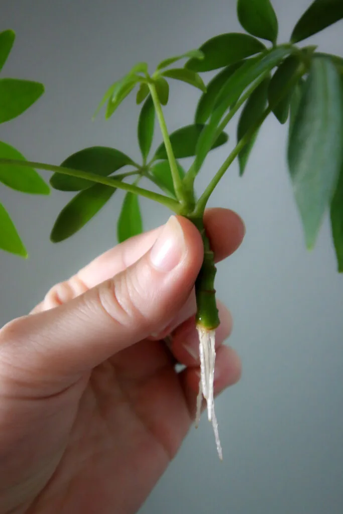 rooted umbrella plant cutting