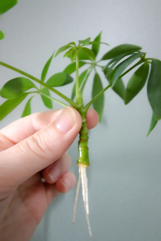 rooted umbrella plant cutting
