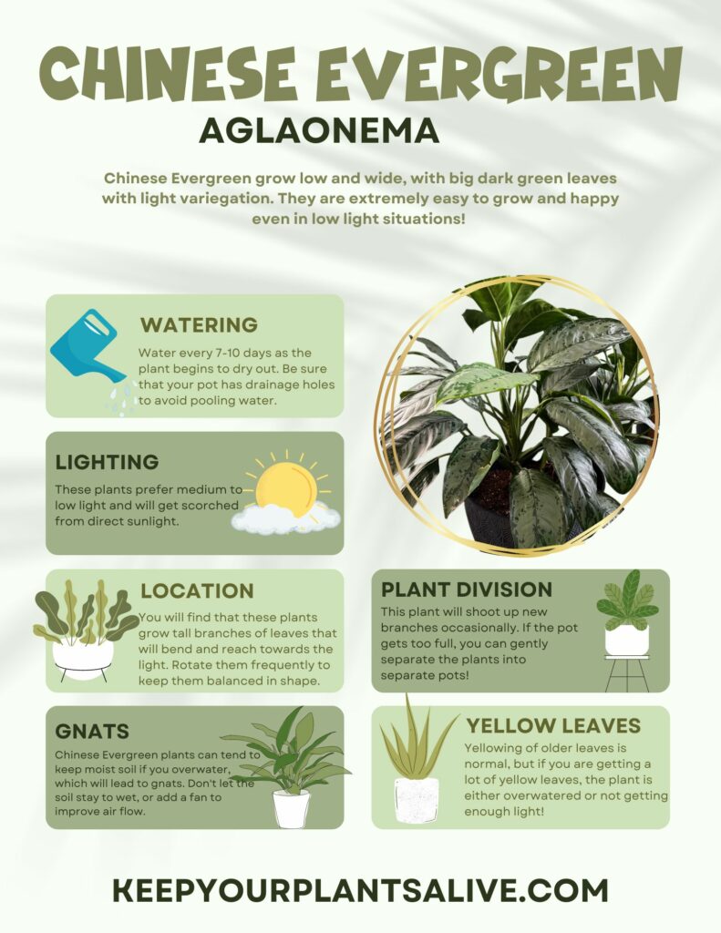 Chinese Evergreen plant care guide