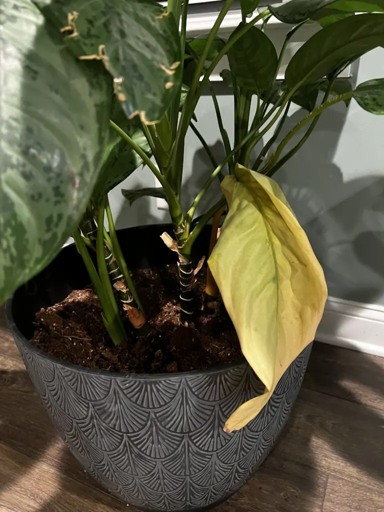 chinese evergreen yellow leaves