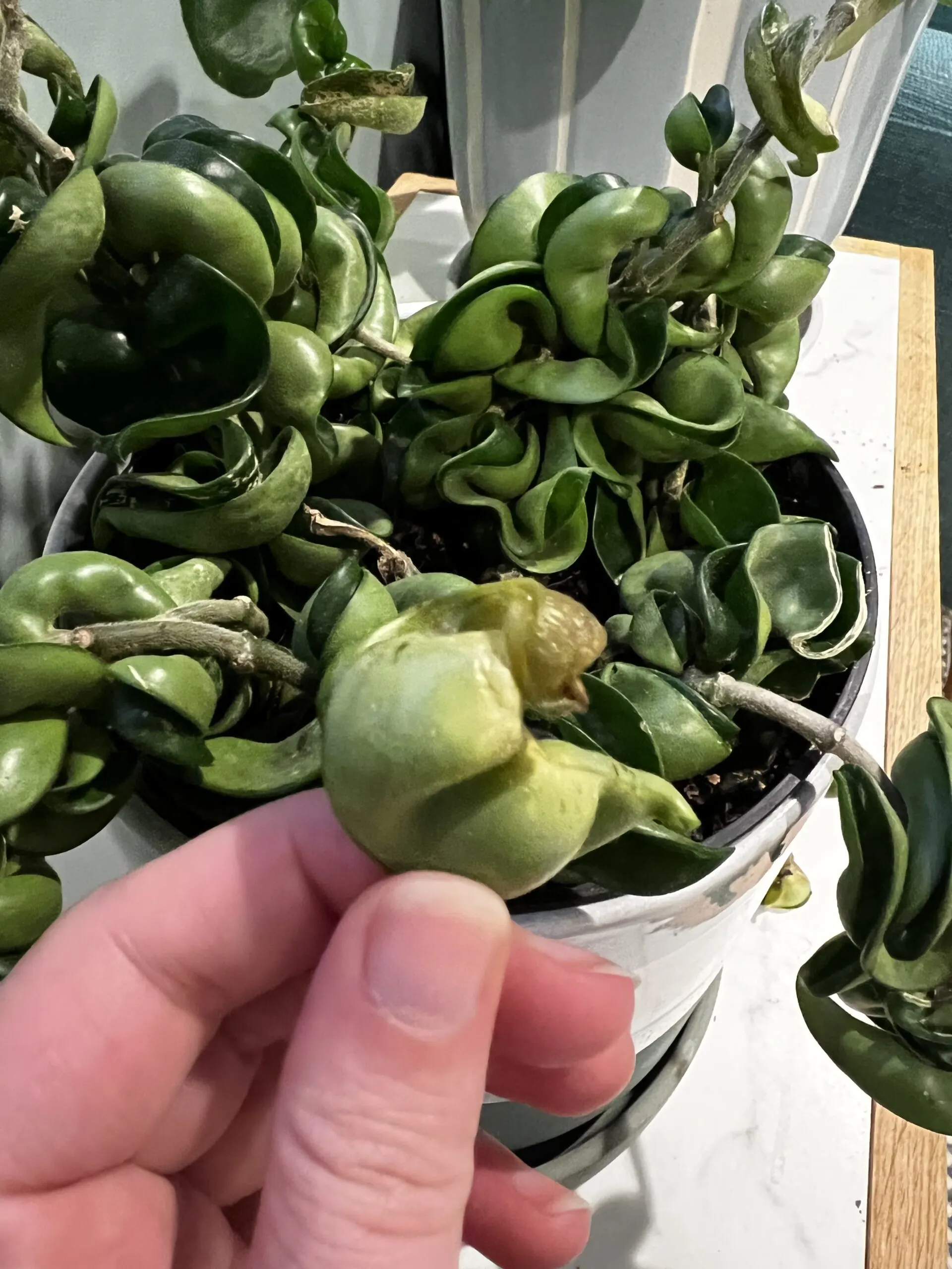 yellow leaf falling off hoya rope plant