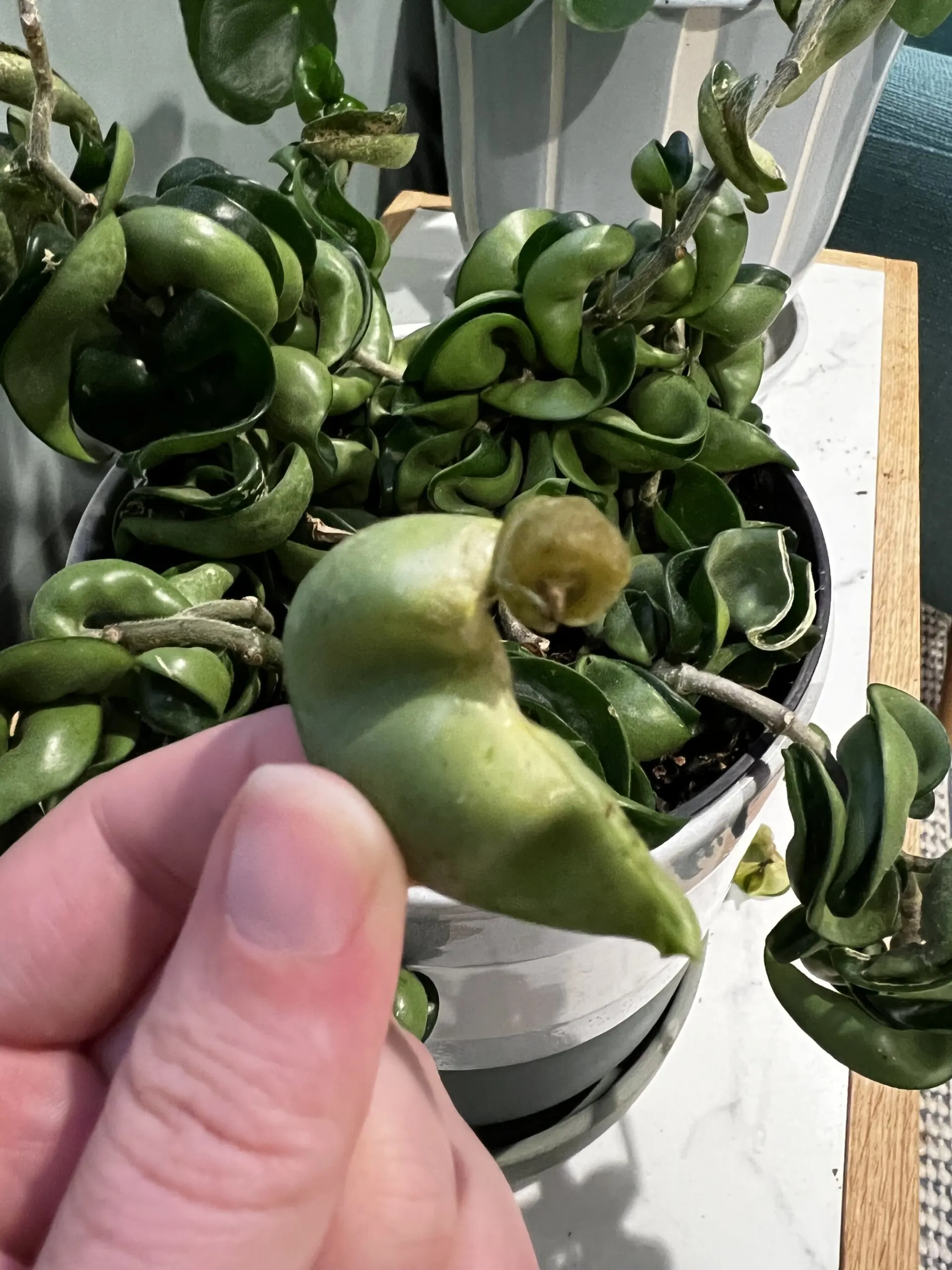 mushy leaf on hoya rope plant