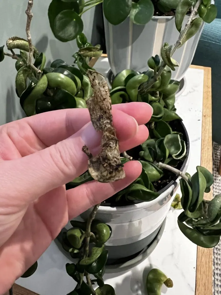 crispy leaf on hoya rope plant