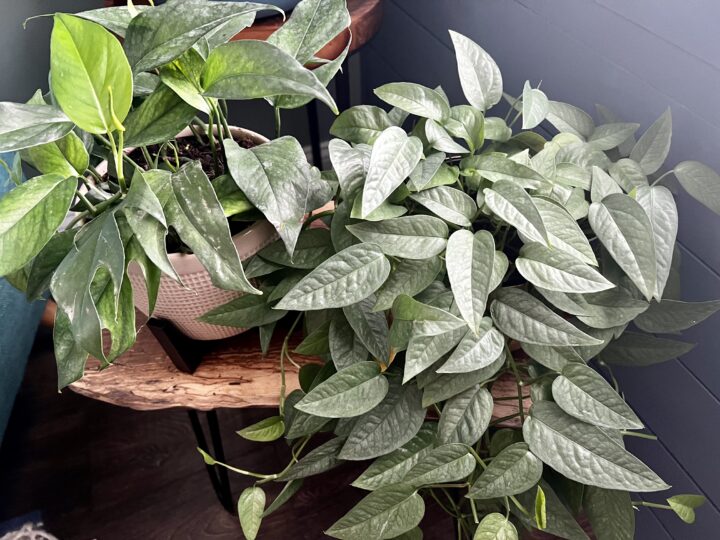 Why is my pothos plant not growing new leaves? keep your plants alive