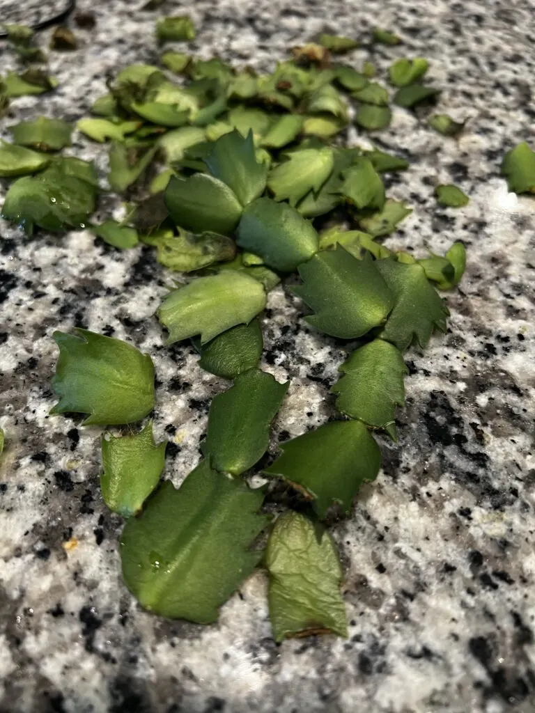 leaves fallen off a holiday cactus dropping leaves