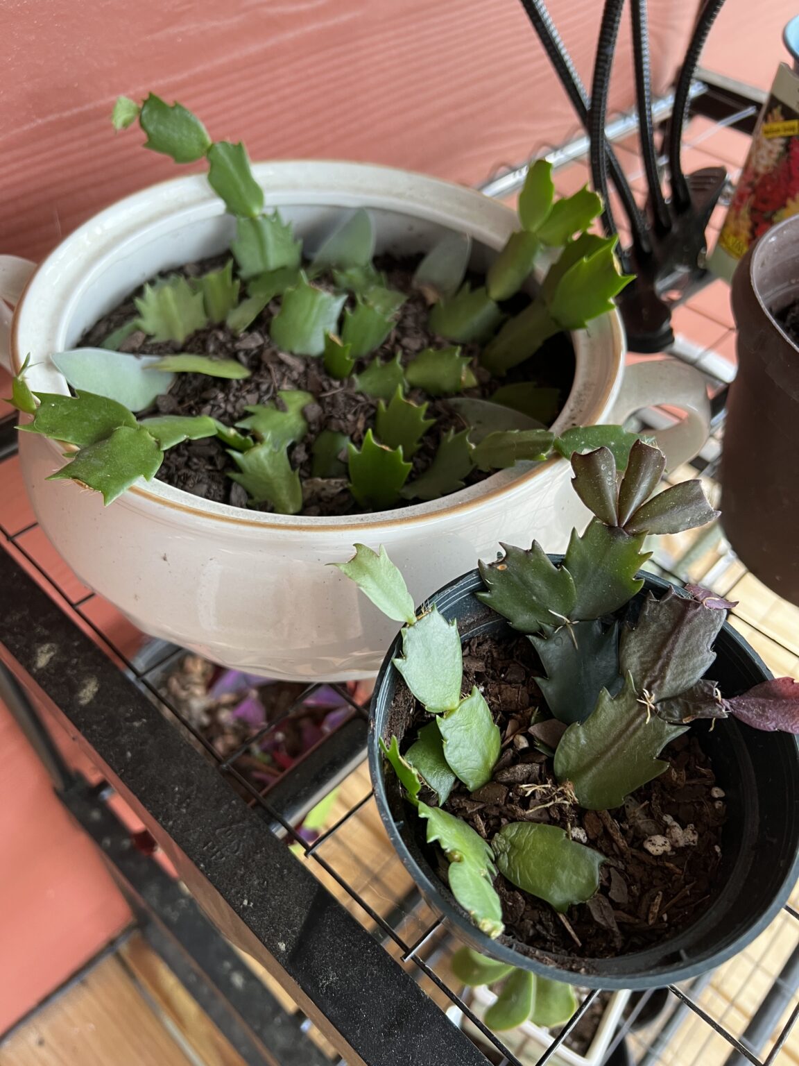 Why is my holiday cactus dropping leaves? keep your plants alive