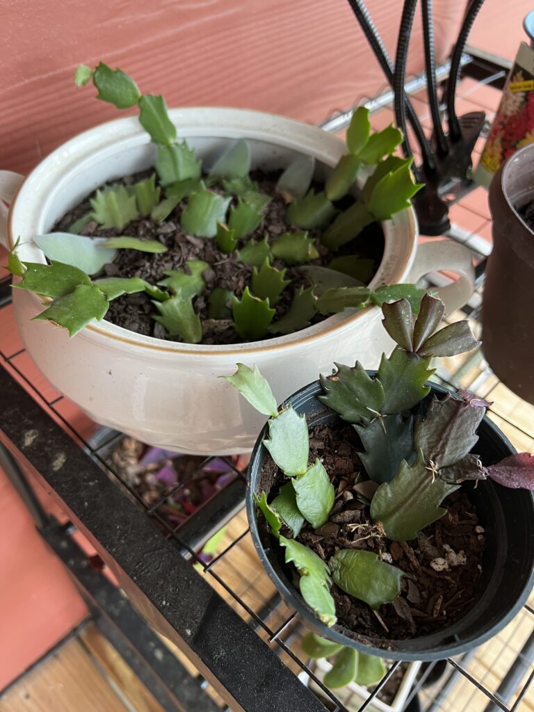 propagating dropped leaves from a thanksgiving cactus