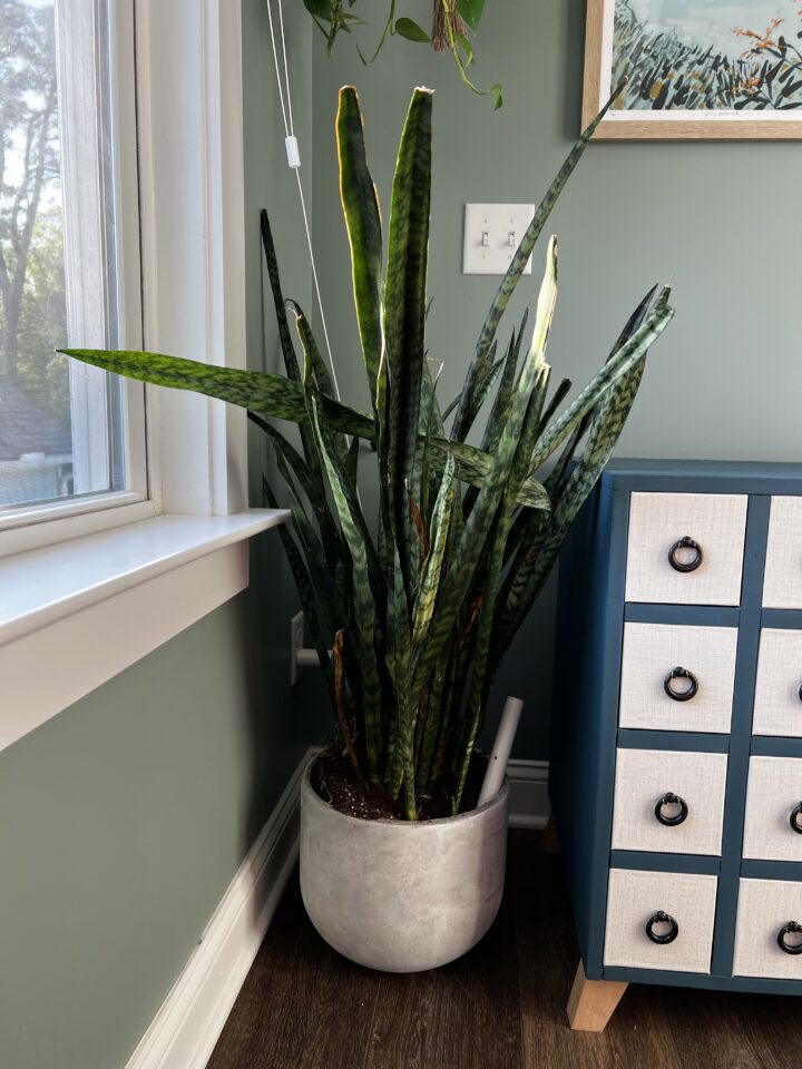 Why is my snake plant flopping over keep your plants alive