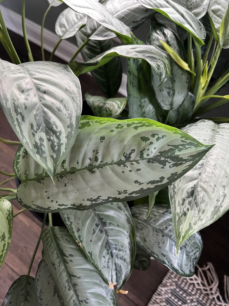 chinese evergreen plant leaves