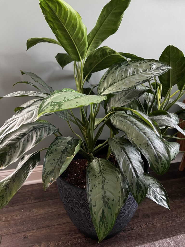 chinese evergreen plant in a pot