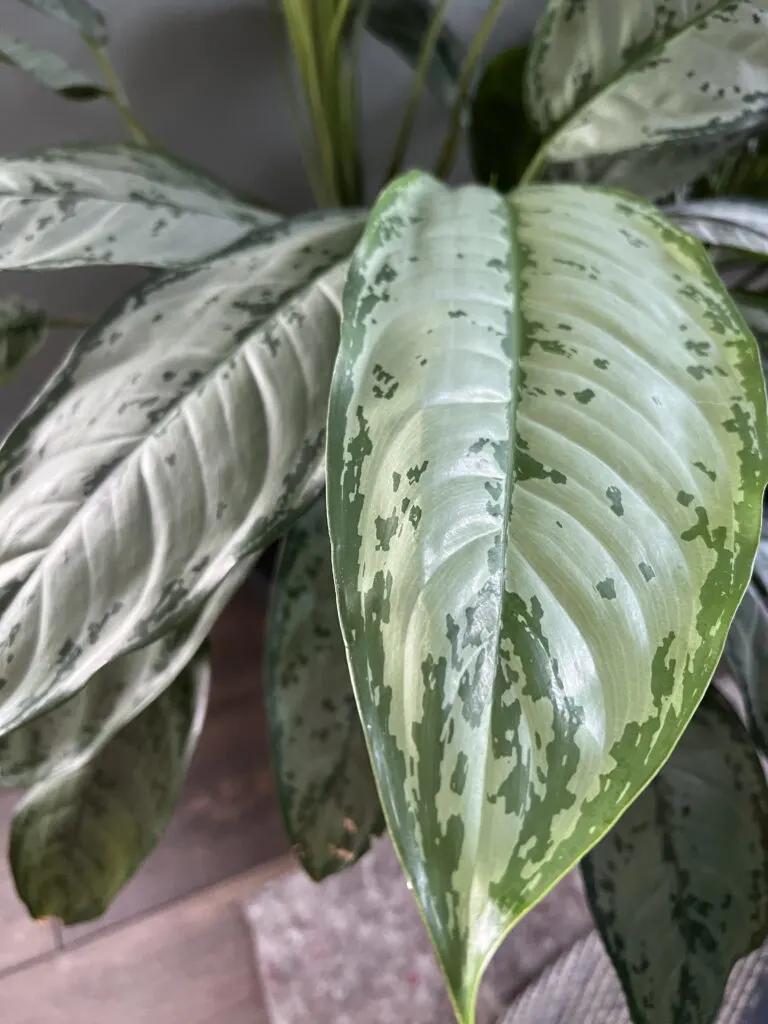 chinese evergreen plant leaves