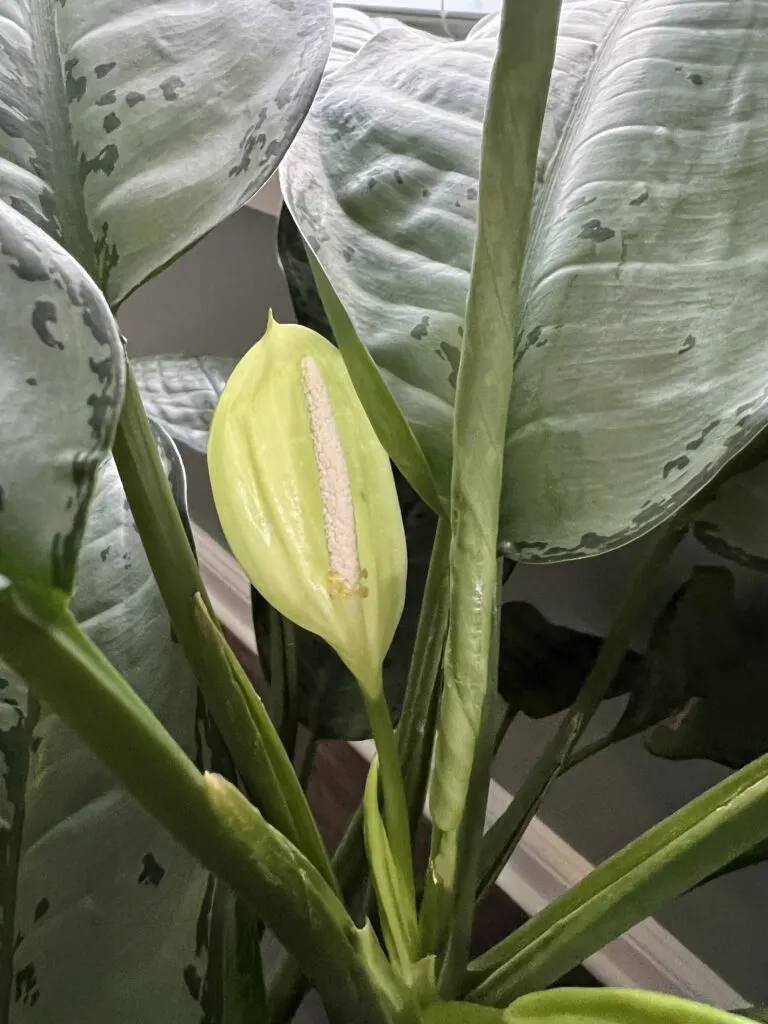 chinese evergreen flower