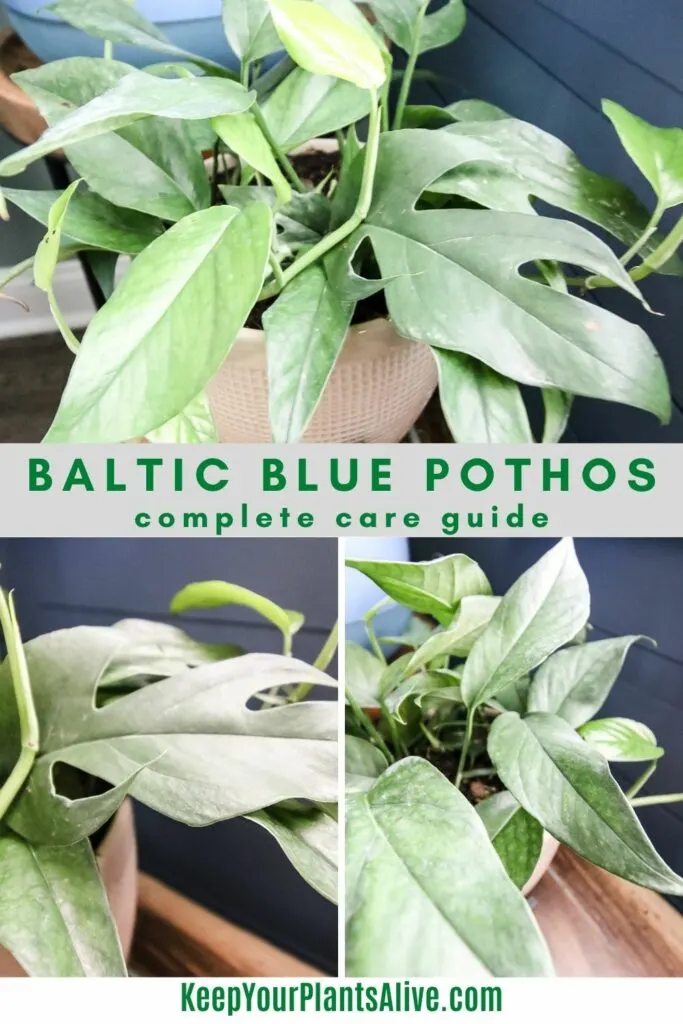 baltic blue pothos care guide