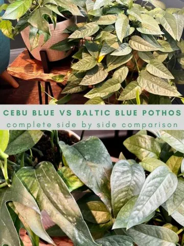cebu blue vs baltic blue pothos comparison