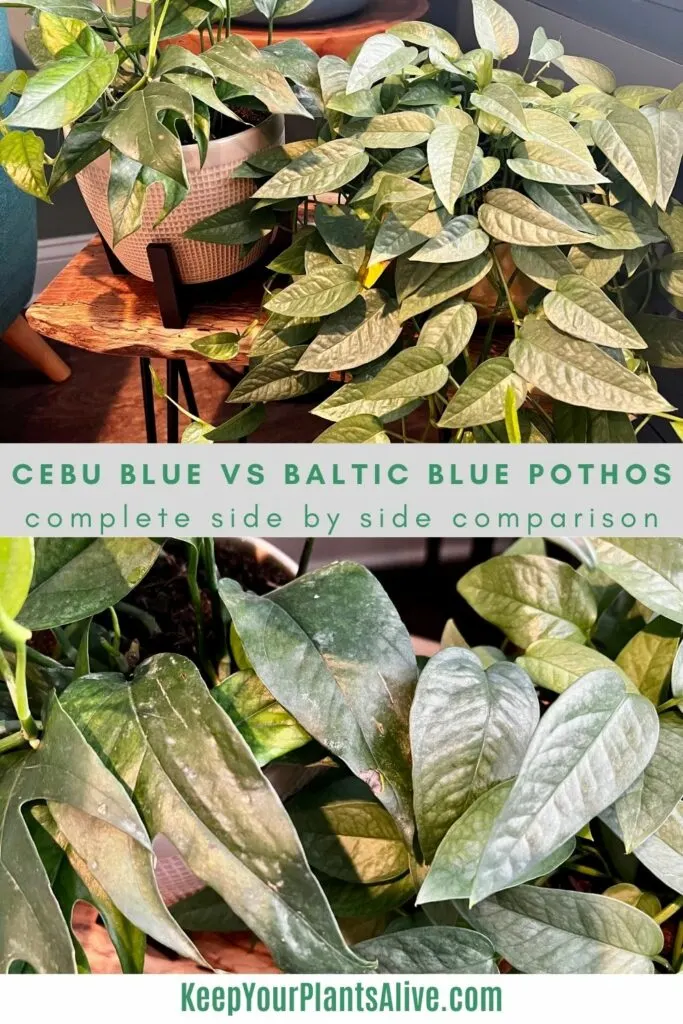 cebu blue vs baltic blue pothos comparison
