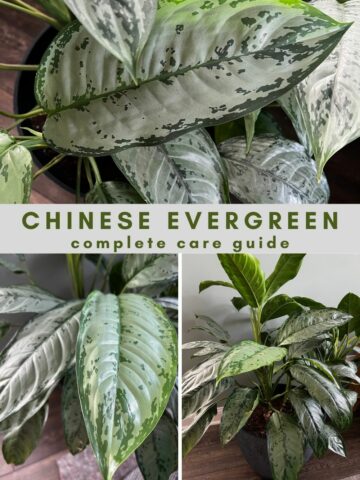 chinese evergreen plant care guide