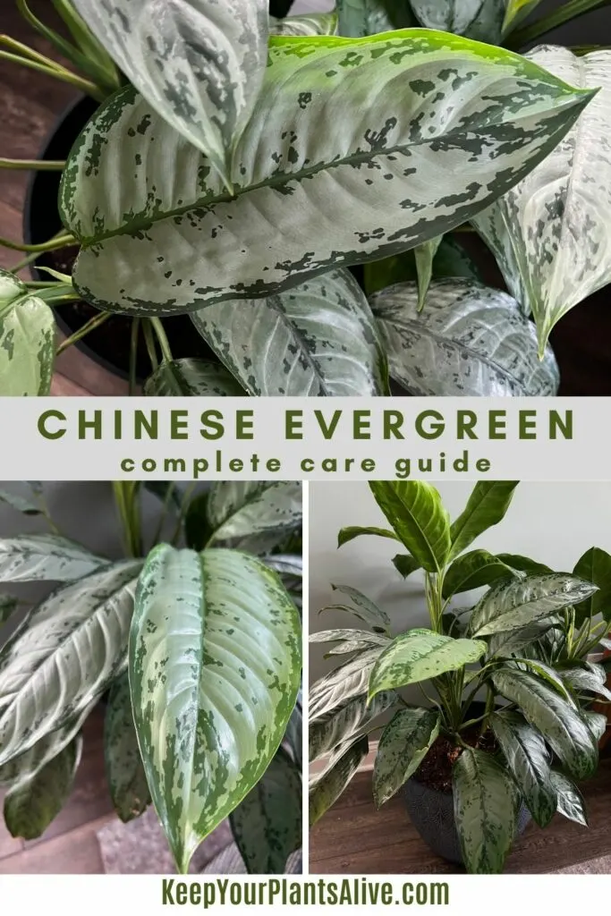 chinese evergreen plant care guide