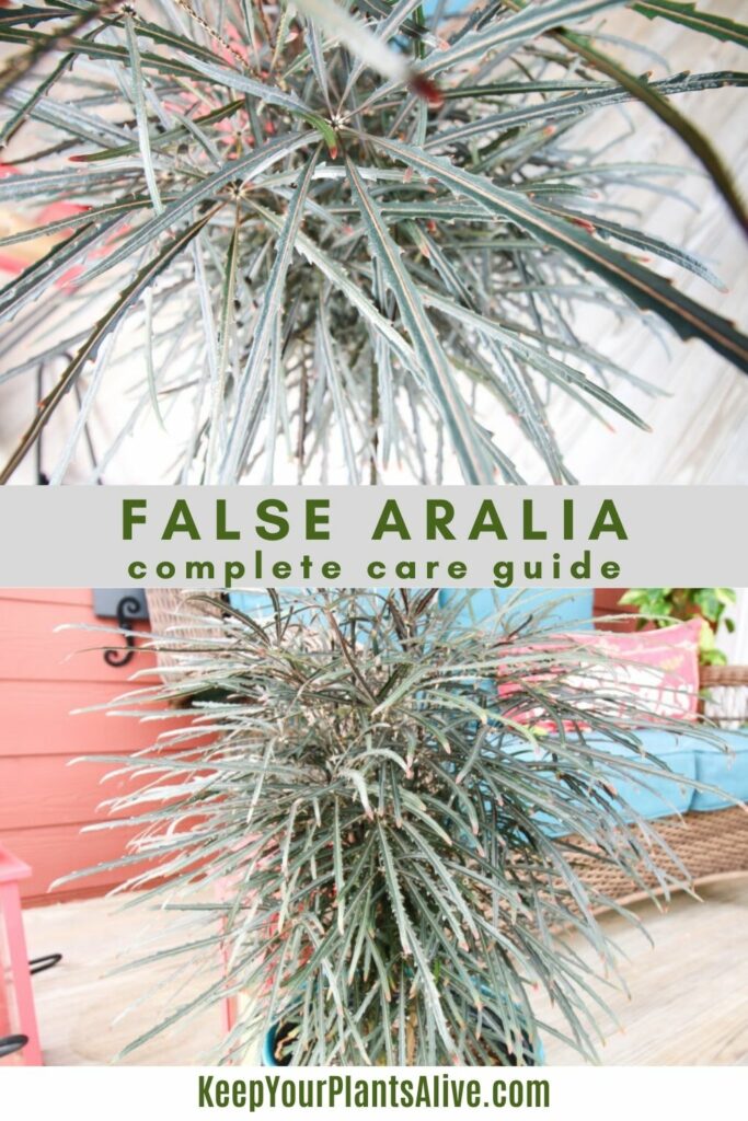 false aralia care guide