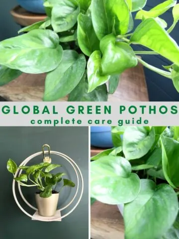 global green pothos Care Guide