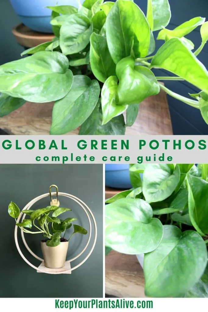 global green pothos Care Guide