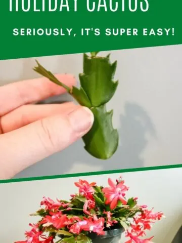how to propagate a holiday cactus