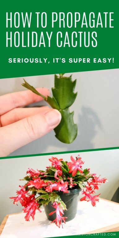 How to propagate a thanksgiving cactus - keep your plants alive