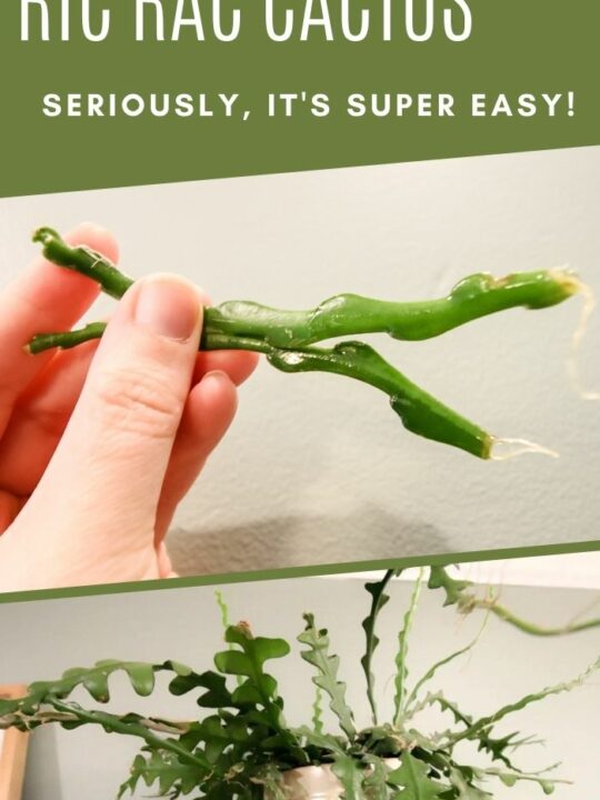 How to propagate a thanksgiving cactus keep your plants alive