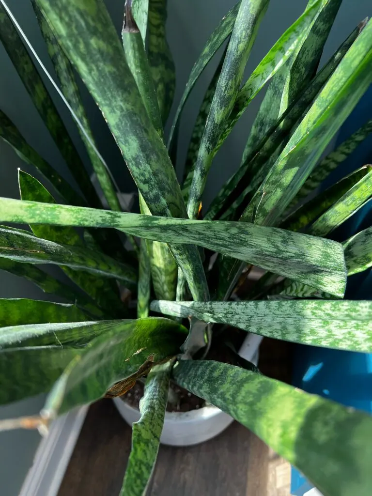 overhead snake plant flopping leaves