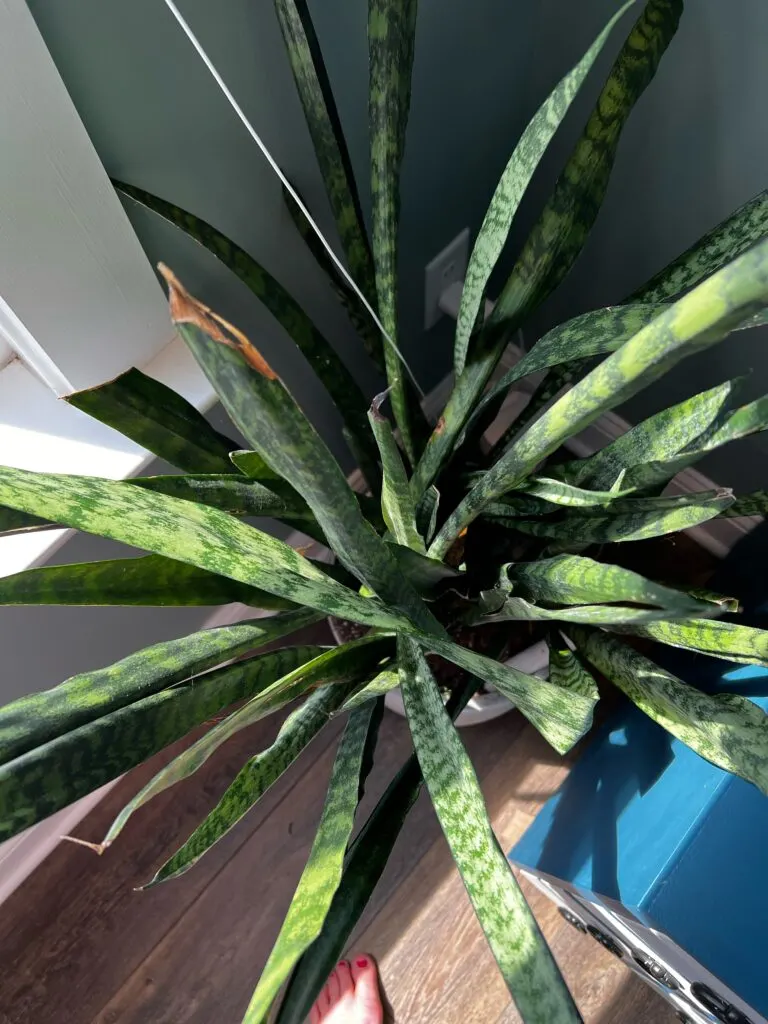 overhead snake plant