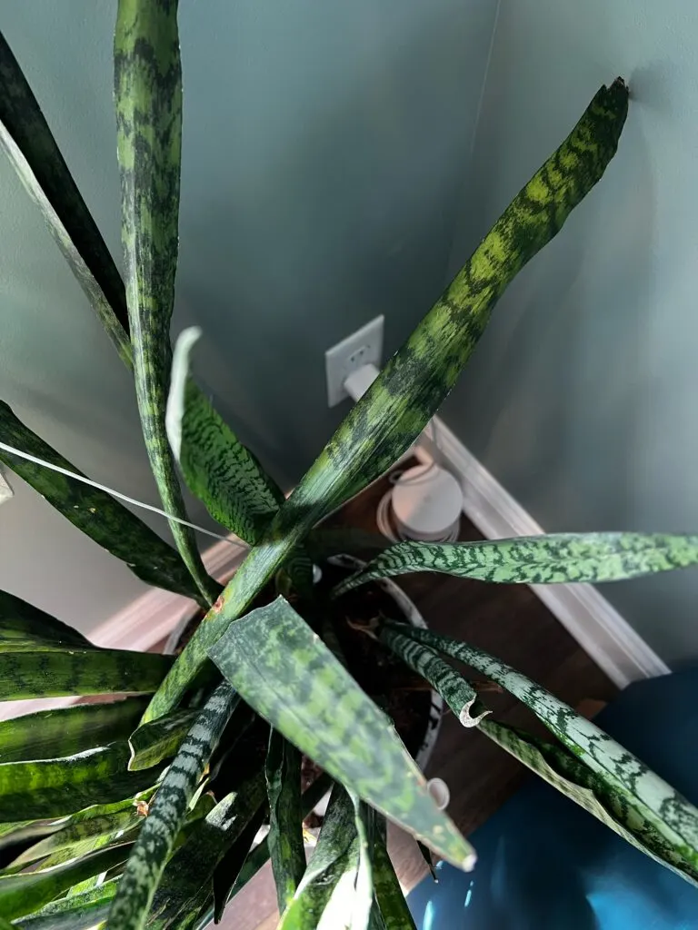 overhead snake plant flopping leaves