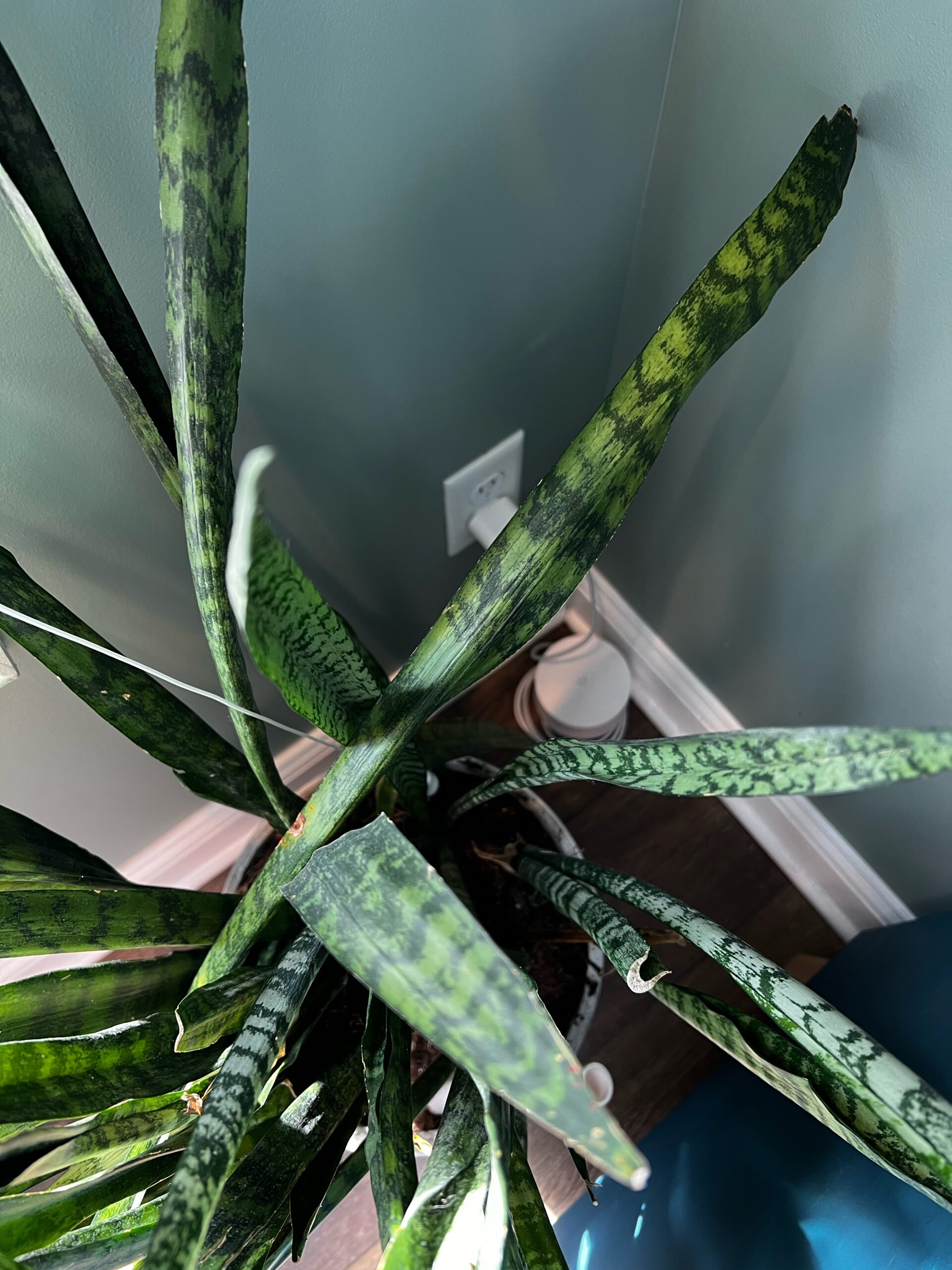 Why is my snake plant flopping over - keep your plants alive