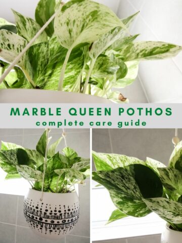 marble queen pothos care guide