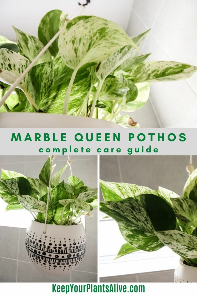 marble queen pothos care guide