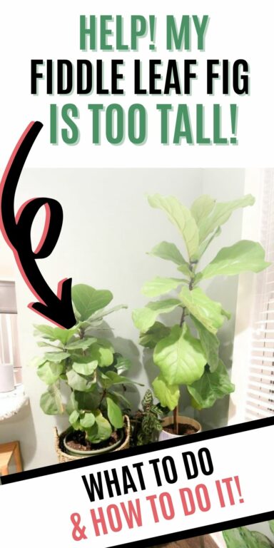 What to do when your fiddle leaf fig gets too tall - keep your plants alive