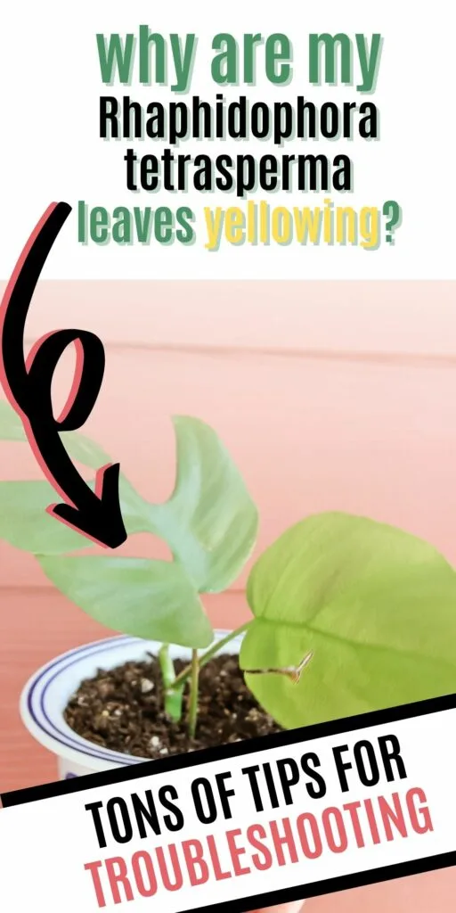 why are my Rhaphidophora tetrasperma leaves yellowing