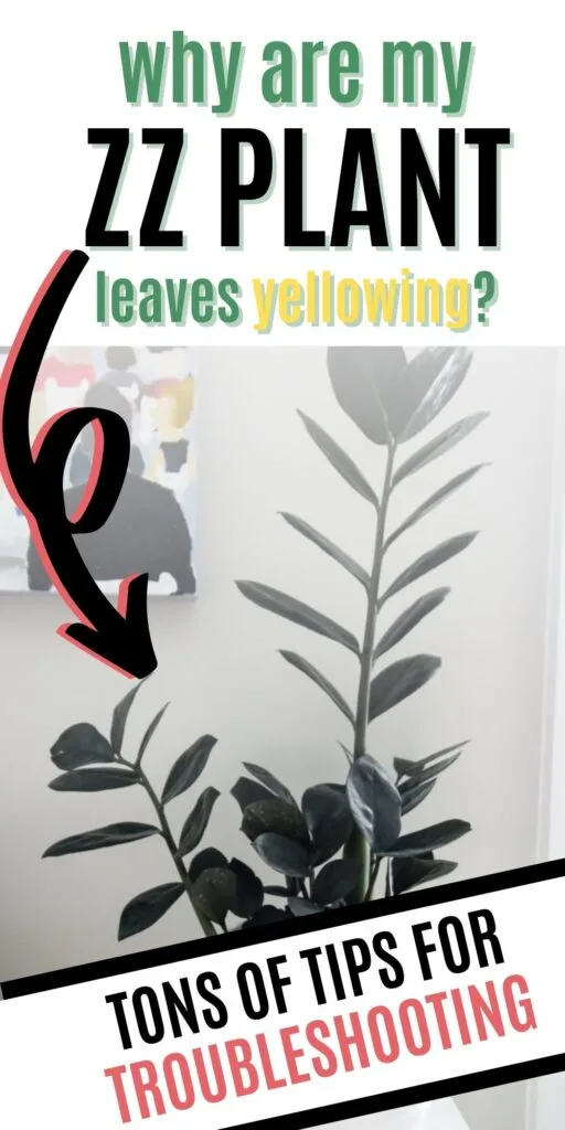 why are my zz plant leaves yellowing