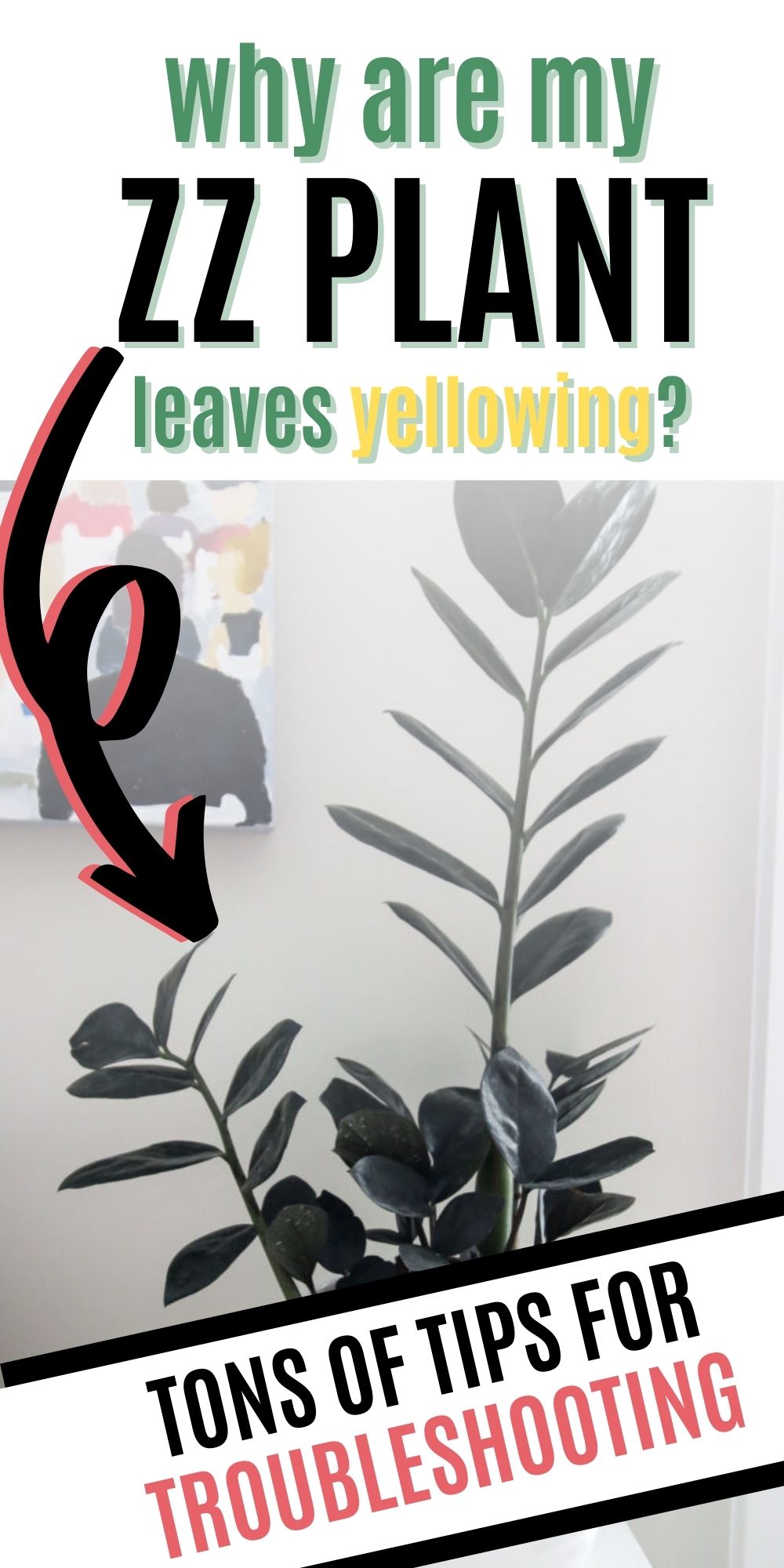 Why is my zz plant getting yellow leaves?
