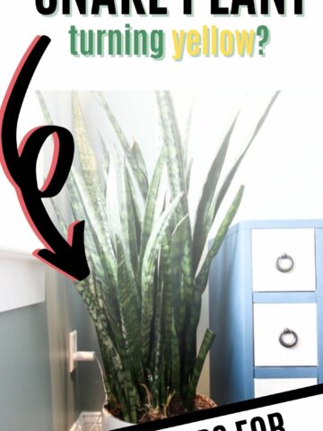 why is my snake plant turning yellow