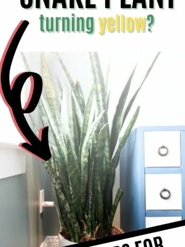 why is my snake plant turning yellow