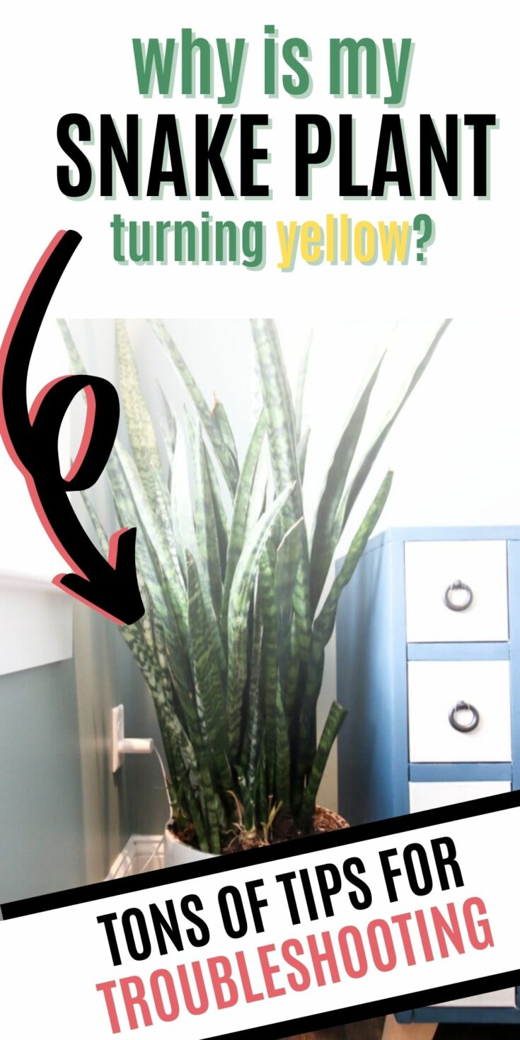 why-is-my-snake-plant-turning-yellow-keep-your-plants-alive