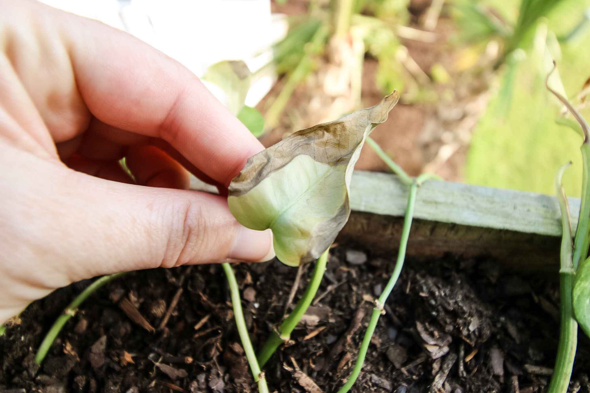 How to cut off dead pothos leaves keep your plants alive