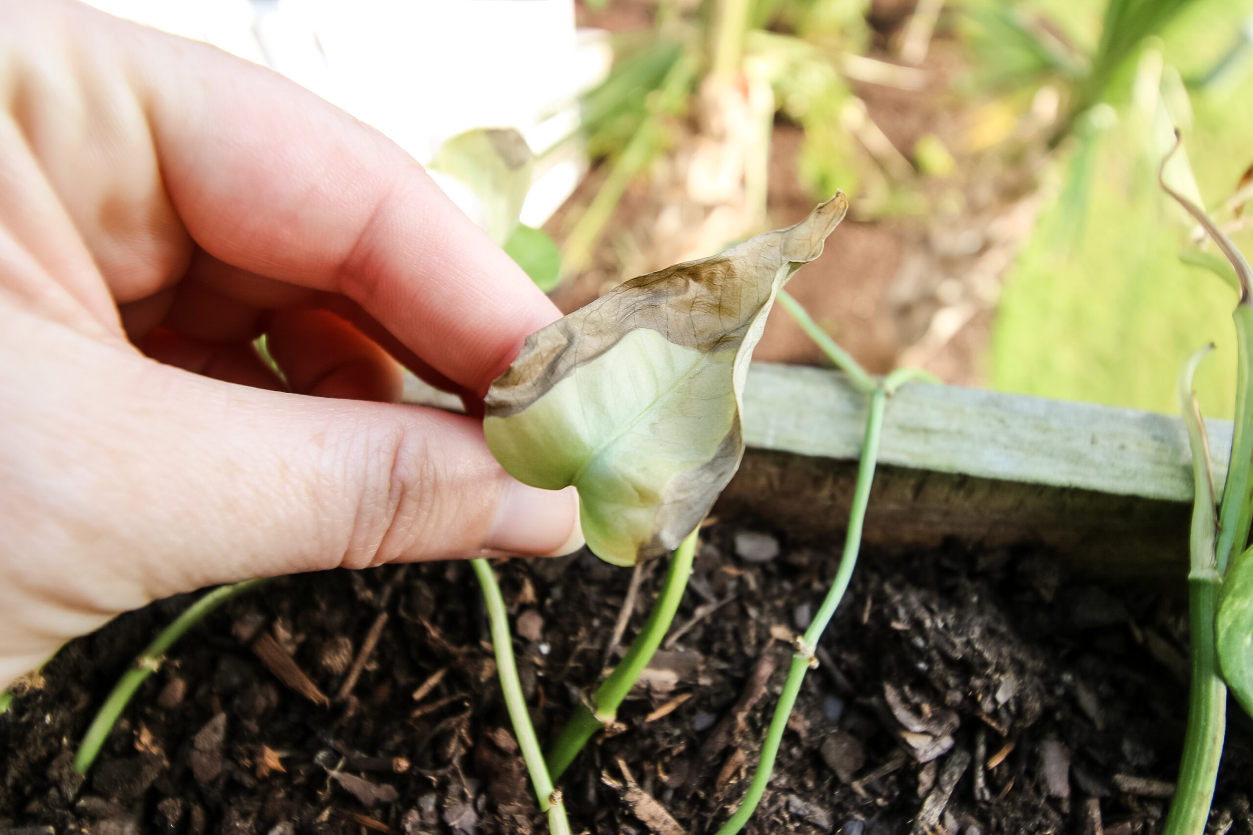 How do I know if my plants are getting too much sun? keep your plants