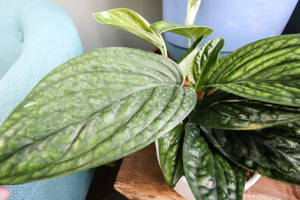 close up of leaf green galaxy monstera peru