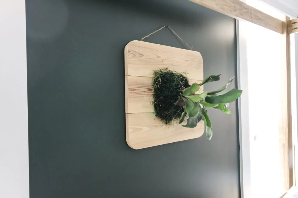 staghorn fern mounted on the wall