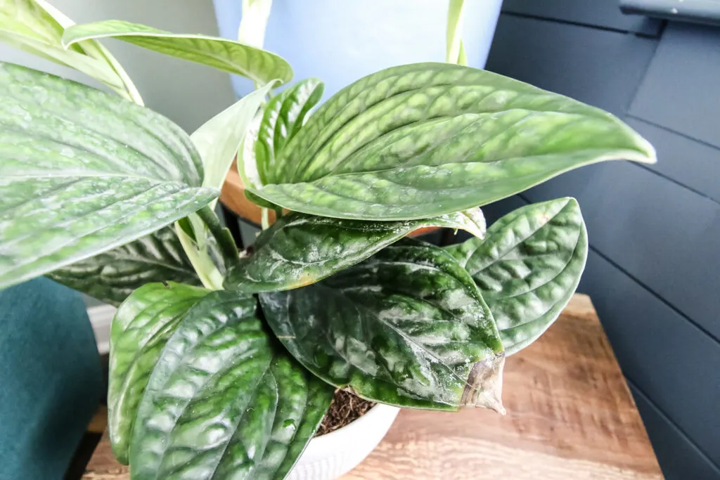 close up of leaf green galaxy monstera peru