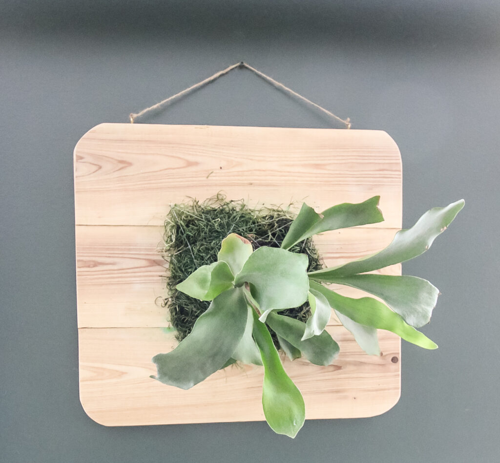 staghorn fern mounted on the wall