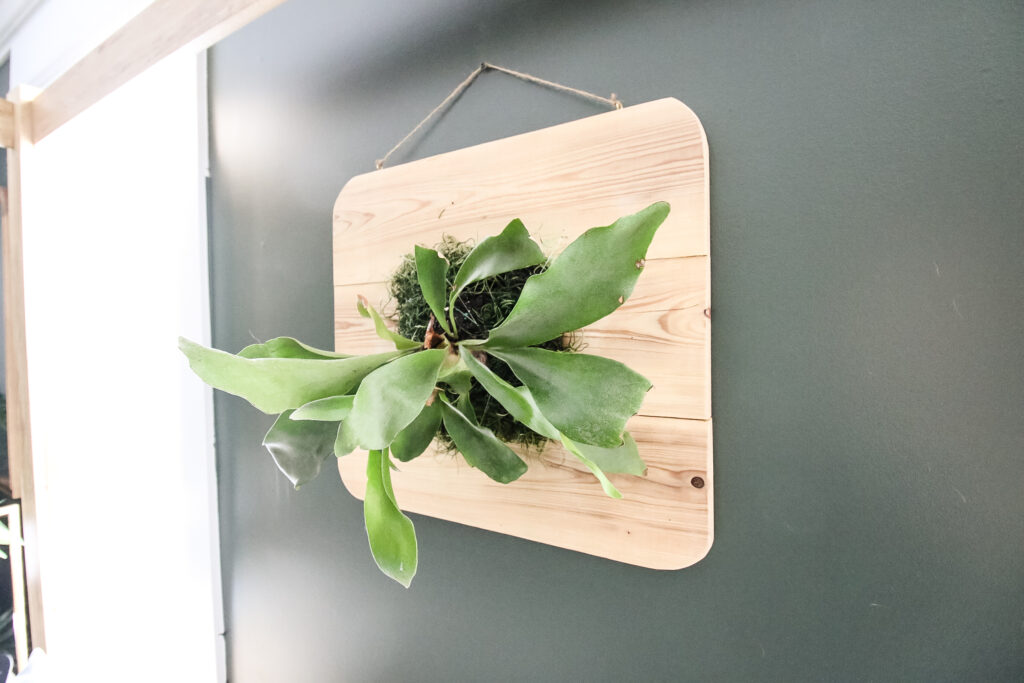 staghorn fern mounted on the wall