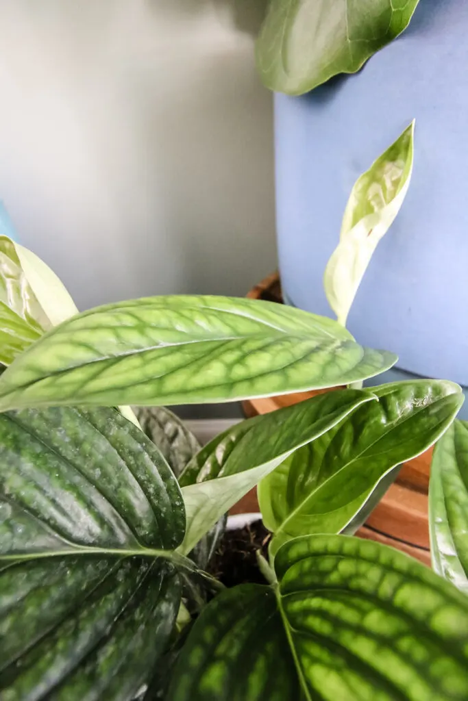 close up of leaf green galaxy monstera peru