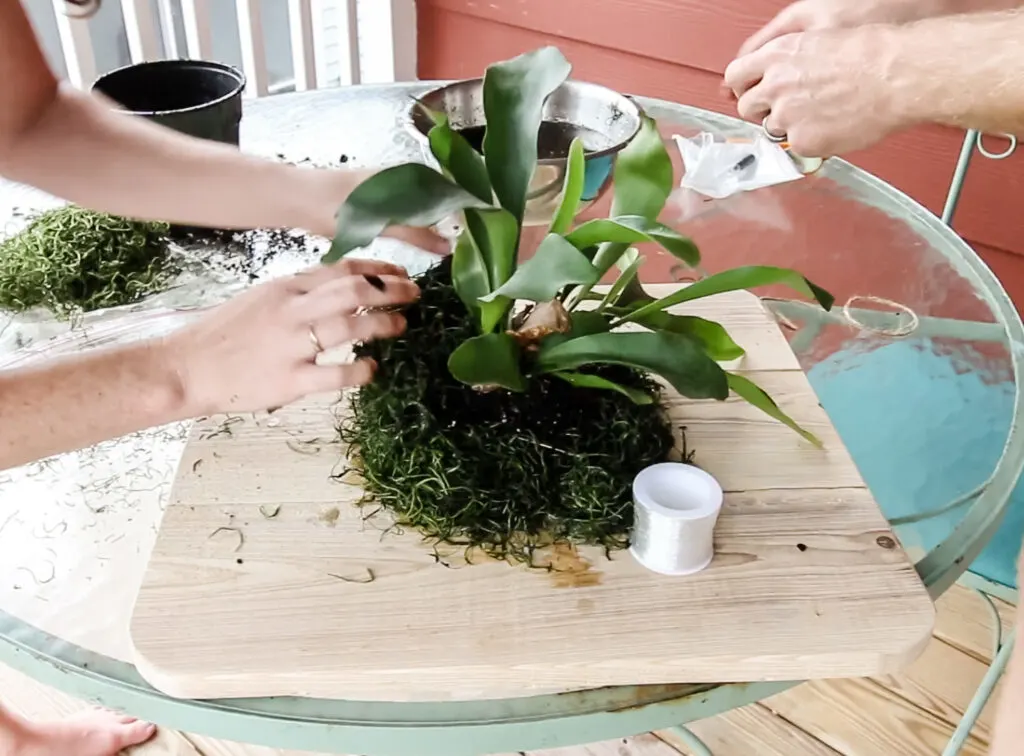 mounting a staghorn fern